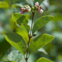 Snowberry